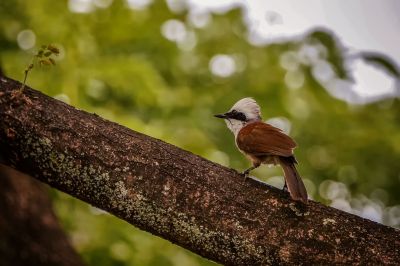 Weißhaubenhäherling / White-crested Laughingthrush